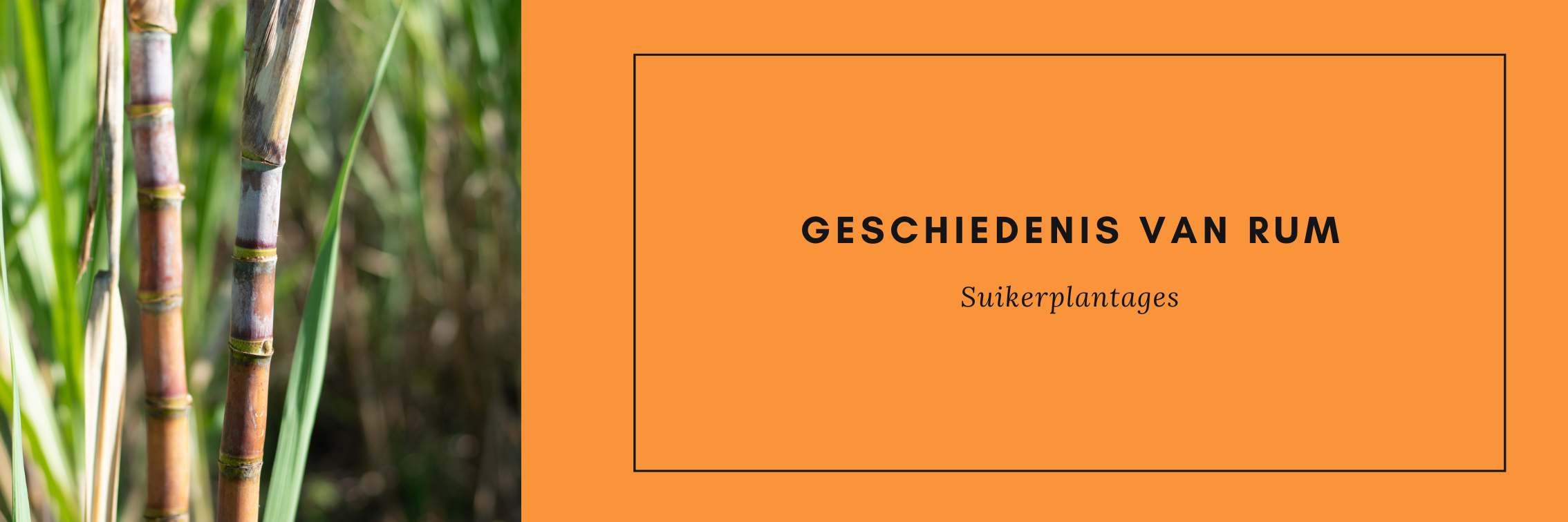 Geschiedenis van rum